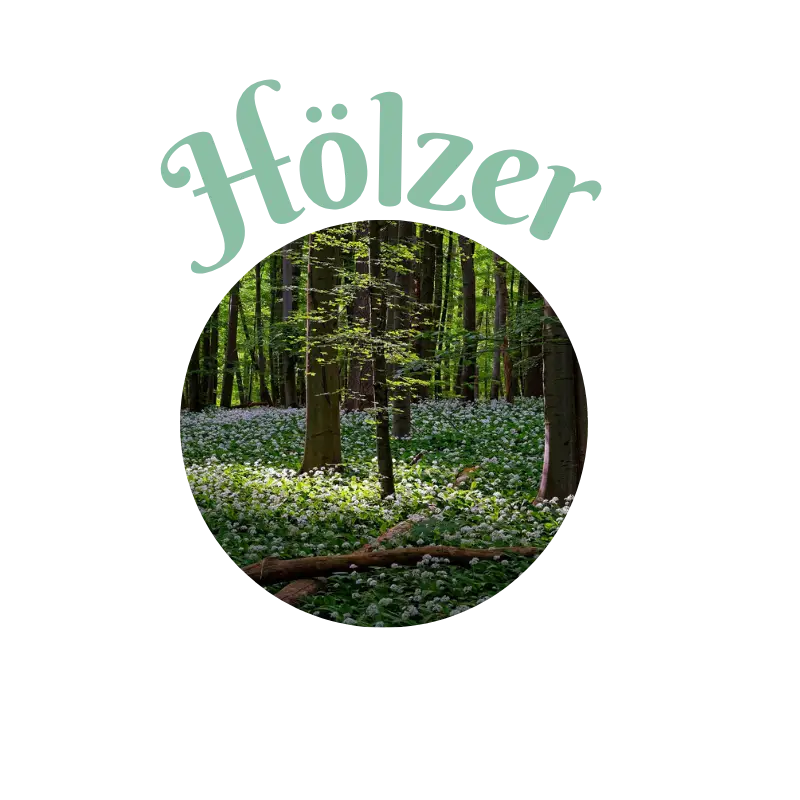 Wald mit Bäumen und Wiese